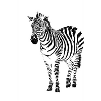 Zebra - Giclee Art Prints